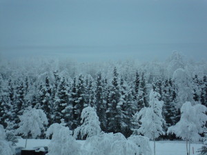 snowy and frosty trees