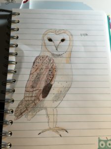A hand drawing of a barn owl