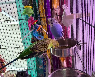 Two parakeets, a blue one staring suspiciously at the camera while a green one stretches his neck out to eat from a bowl.
