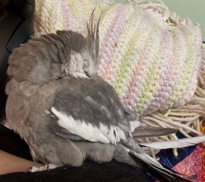 A sweet, sleeping old man cockatiel, all greys and whites.