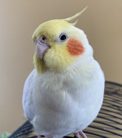 A very pretty young cockatiel, all white and yellow with orange cheek spots.